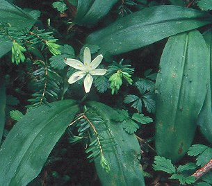 Image of Clintonia uniflora, Queen's Cup