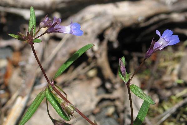 Image of Collinsia parviflora, Small-flowered Blue-eyed Mary