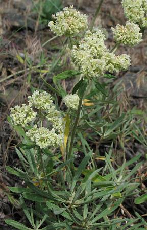 Image of Eriogonum heracleoides, Parsnip-flowered Buckwheat