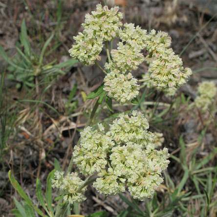 Image of Eriogonum heracleoides, Parsnip-flowered Buckwheat