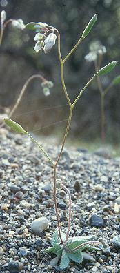 Image of Erophila verna agg., Vernal Whitlow-grass
