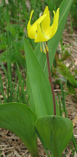Image of Erythronium grandiflorum, Yellow Glacier Lily