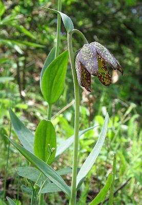 Image of Fritillaria affinis, Chocolate Lily