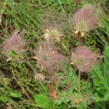 Image of Geum triflorum, Old Man's Whiskers