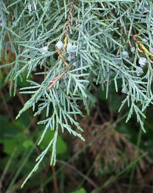 Image of Juniperus scopulorum, Rocky Mountain Juniper