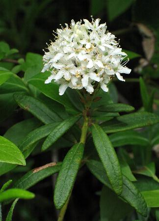 Image of Ledum groenlandicum, Labrador Tea
