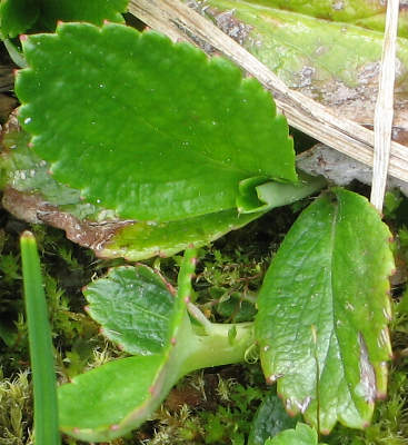 Image of Leptarrhena pyrolifolia, Leatherleaf Saxifrage