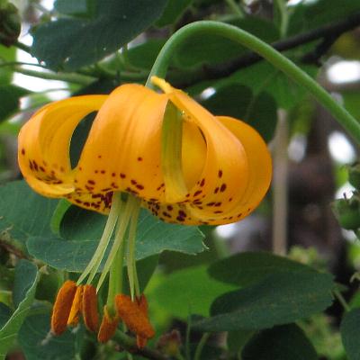Image of Lilium columbianum, Tiger Lily