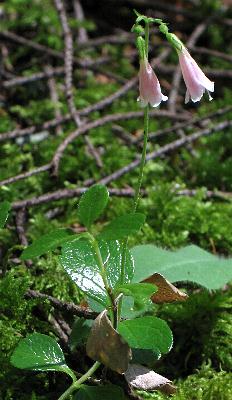 Image of Linnaea borealis, Twinflower