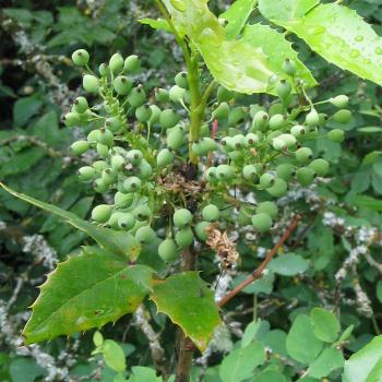 Image of Mahonia aquifolium, Tall Oregon Grape