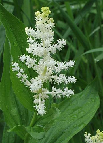 Image of Maianthemum racemosum ssp. amplexicaule, False Spikenard