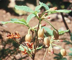 Image of Menziesia ferruginea, Fool's Huckleberry