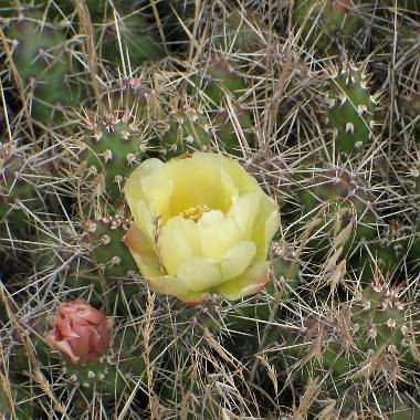 Photograph of Opuntia fragilis, Brittle Prickly-pear Cactus