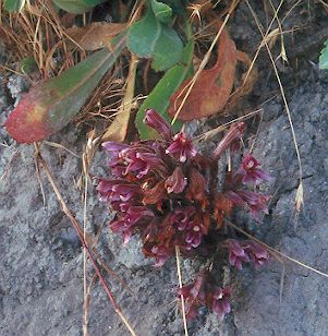 Photograph of Orobanche californica agg., California Broomrape (Orobanchaceae, Broomrape Family)
