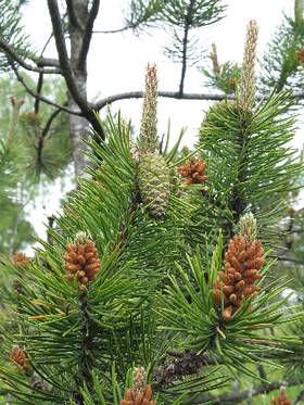 Image of Pinus contorta var. contorta, Shore Pine