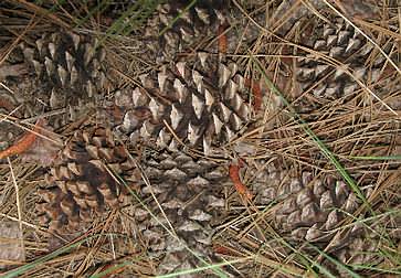 Image of Pinus ponderosa, Ponderosa Pine