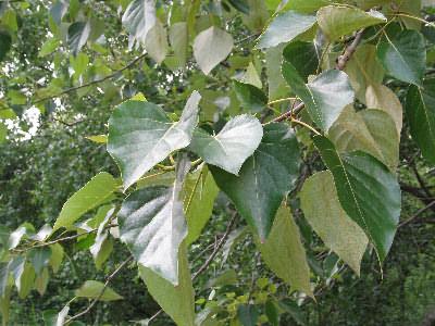 Image of Populus balsamifera ssp. trichocarpa(?), Black Cottonwood(?)