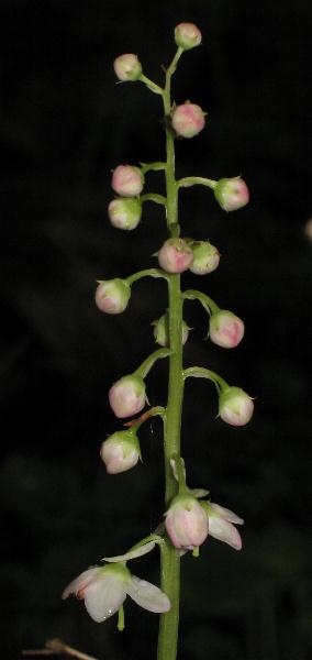 Image of Pyrola asarifolia, Pink Wintergreen