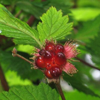 Image of Rubus spectabilis, Salmonberry