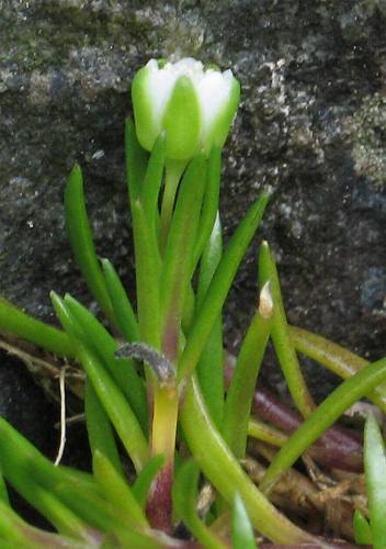 Image of Sagina maxima ssp. crassicaulis, Coastal Pearlwort