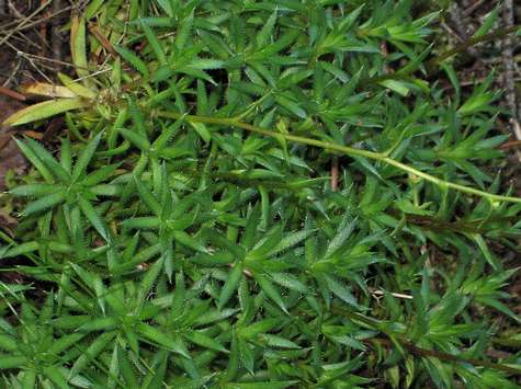 Image of Saxifraga bronchialis ssp. austromontana, Spotted Saxifrage