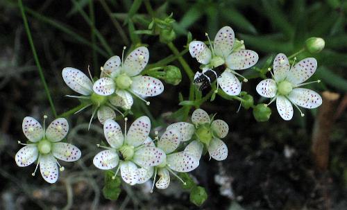 Image of Saxifraga bronchialis ssp. austromontana, Spotted Saxifrage