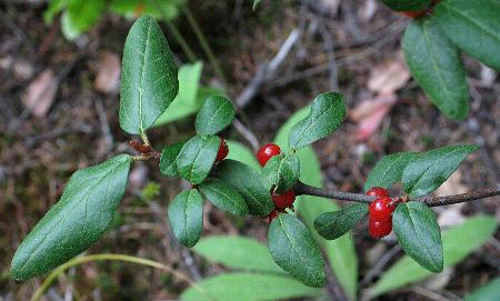 Photograph of Shepherdia canadensis, Soapberry