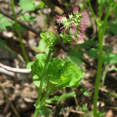 Image of Thalictrum occidentale(?), Western Meadow-rue(?)