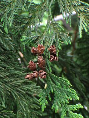 Image of Thuja plicata, Western Red Cedar