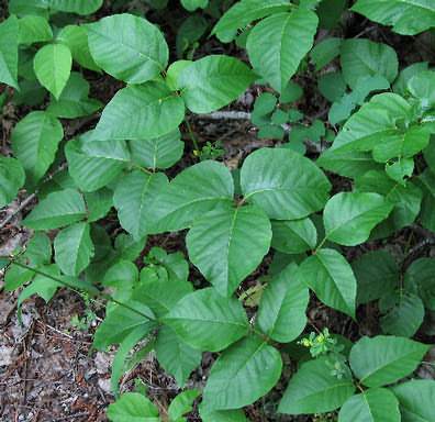 Image of Toxicodendron rydbergii, Poison Ivy