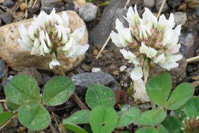 Image of Trifolium repens, White Clover