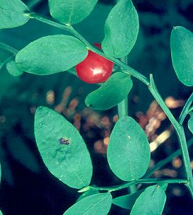 Image of Vaccinium parvifolium, Red Huckleberry