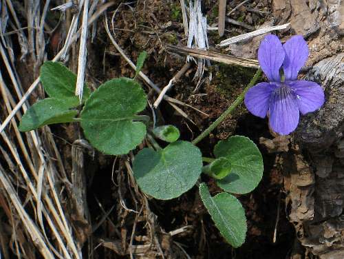 Image of Viola adunca(?), Early Blue Violet(?)