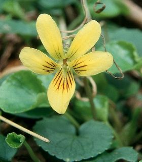 Image of Viola sempervirens, Evergreen Violet