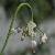 Image of Allium cernuum, Nodding Onion, June 16, 2006, North Thompson River Provincial Park
