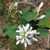 Image of Amelanchier alnifolia, Serviceberry, June 7, 2006, Manning Park