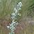 Image of Artemisia frigida, Prairie Sagewort, June 11, 2006, Kalamalka Provincial Park