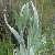 Image of Artemisia ludoviciana(?), Western Mugwort(?), June 9, 2006, Desert Centre, Osoyoos, B. C.