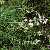 Image of Astragalus miser(?), Timber Milk-vetch(?), June 11, 2006, Kalamalka Provincial Park