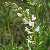 Image of Astragalus tenellus(?), Looseflower Milk-vetch(?), June 18, 2006, 108 Mile Ranch