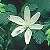 Image of Clintonia uniflora, Queen's Cup, June 21, 1986, Mount Seymour Provincial Park