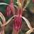 Image of Corallorhiza mertensiana, Western Coralroot, June 28, 1986, area north of West Vancouver