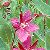 Image of Epilobium latifolium, Broad-leaved Willow-herb, June 21, 1986, Mount Seymour Provincial Park, North Vancouver