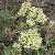 Image of Eriogonum heracleoides, Parsnip-flowered Buckwheat, June 10, 2006, parking lot north of Oyama, B. C.