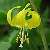 Image of Erythronium grandiflorum, Yellow Glacier Lily, June 13, 2006, Balu Pass Trail, Glacier National Park