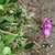 Image of Geranium viscosissimum, Sticky Purple Geranium, June 7, 2006, Manning Park