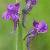 Image of Linaria purpurea, Purple Toadflax, May 31, 2006, West Vancouver