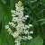 Image of Maianthemum racemosum ssp. amplexicaule, False Spikenard, June 18, 2006, Bridge Lake Provincial Park