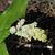 Image of Maianthemum racemosum ssp. amplexicaule, False Spikenard, June 7, 2006, Manning Park