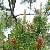 Image of Pinus contorta var. contorta, Shore Pine, May 29, 2006, Richmond, B. C.
